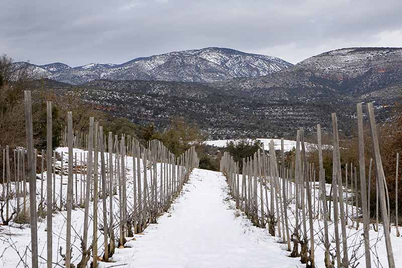 celler Rubió de Sòls